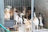 Canil à beira da ruptura: só em Março deram entrada 30 cães